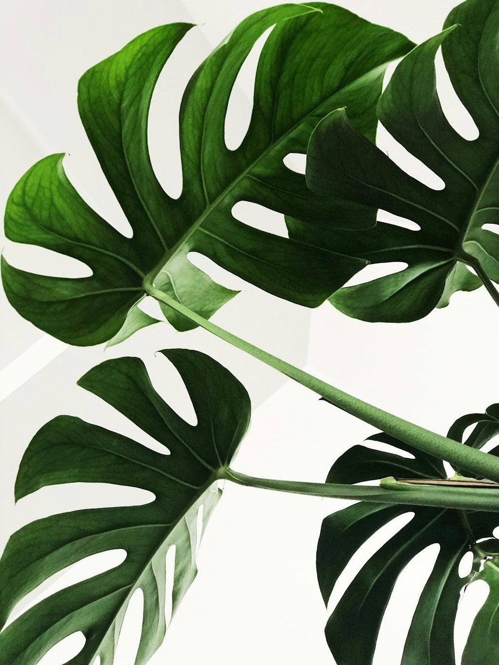 Constipation for Days? These Ayurvedic Herbs Work When Nothing Else Does - Ayutra