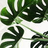 Constipation for Days? These Ayurvedic Herbs Work When Nothing Else Does - Ayutra